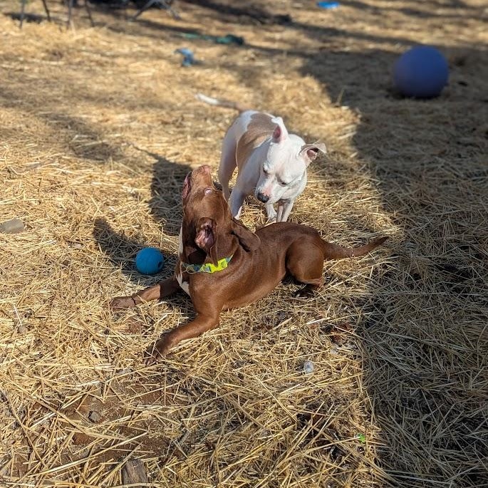 Enlarge Chewy, a Adoptable mixed breed in INDIANAPOLIS, IN image 4/6