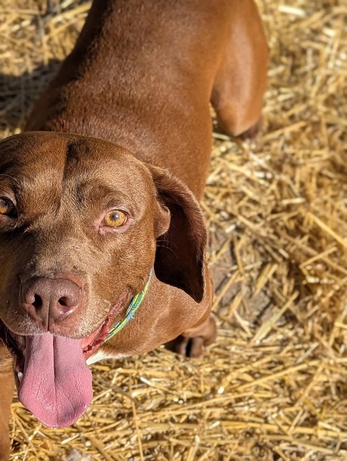 Enlarge Chewy, a Adoptable mixed breed in INDIANAPOLIS, IN image 2/6