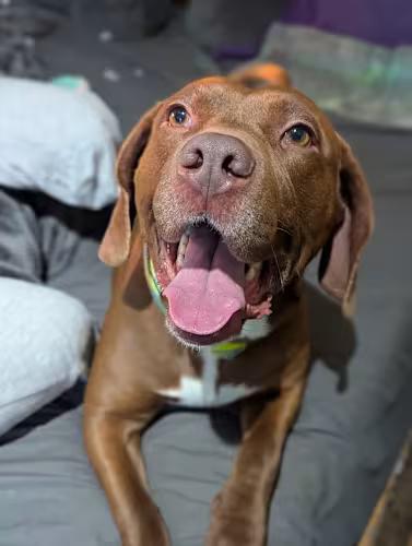 Chewy, Adoptable, Adult Male Beagle & Labrador Retriever.