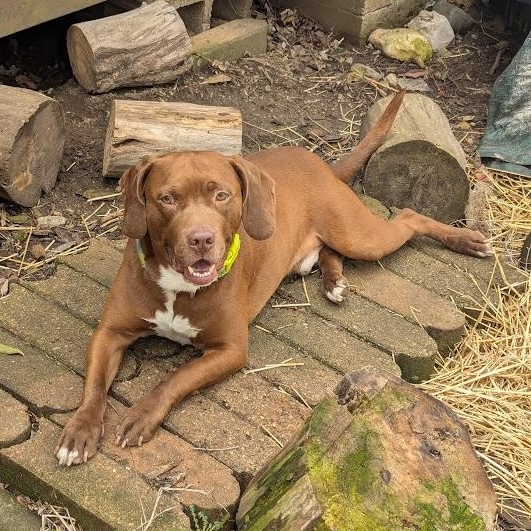 Enlarge Chewy, a Adoptable mixed breed in INDIANAPOLIS, IN image 3/6