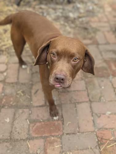 Chewy, a Adoptable mixed breed in INDIANAPOLIS, IN image 2/6