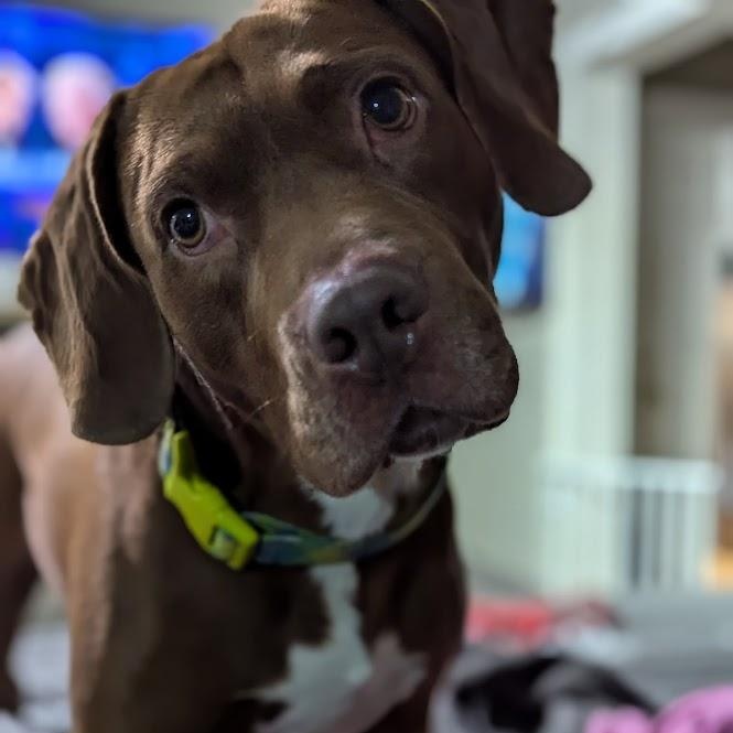 Chewy, a Adoptable mixed breed in INDIANAPOLIS, IN image 3/6