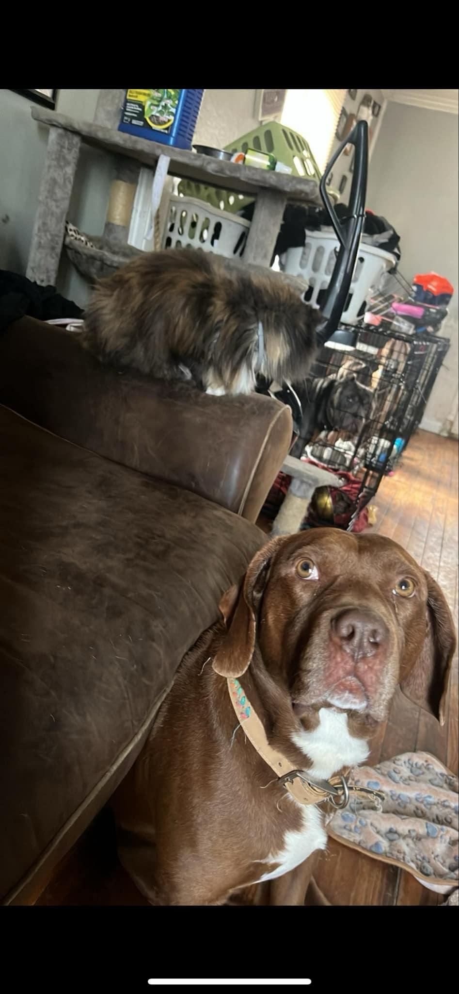 Chewy, a Adoptable mixed breed in INDIANAPOLIS, IN image 5/6