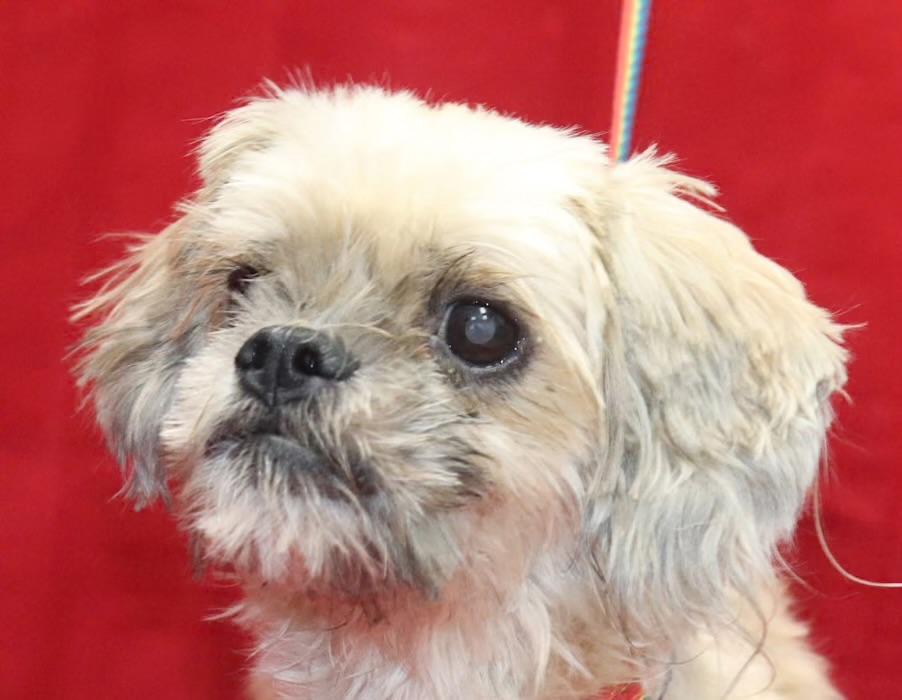 Enlarge Queenie, a Adopted Shih Tzu in Manchester, CT image 1/1