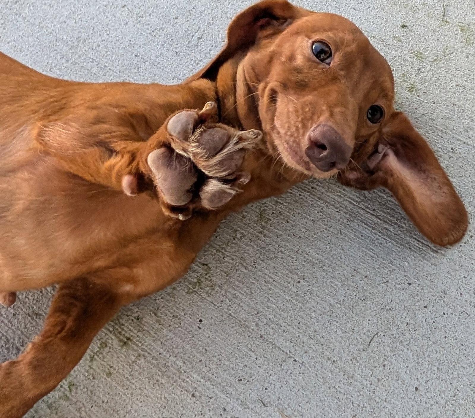 Enlarge Rosie in TN, a Adoptable Dachshund in Shelbyville, TN image 2/6