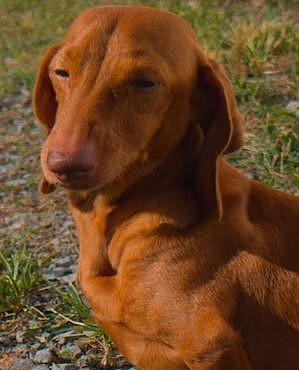 Enlarge Rosie in TN, a Adoptable Dachshund in Shelbyville, TN image 6/6