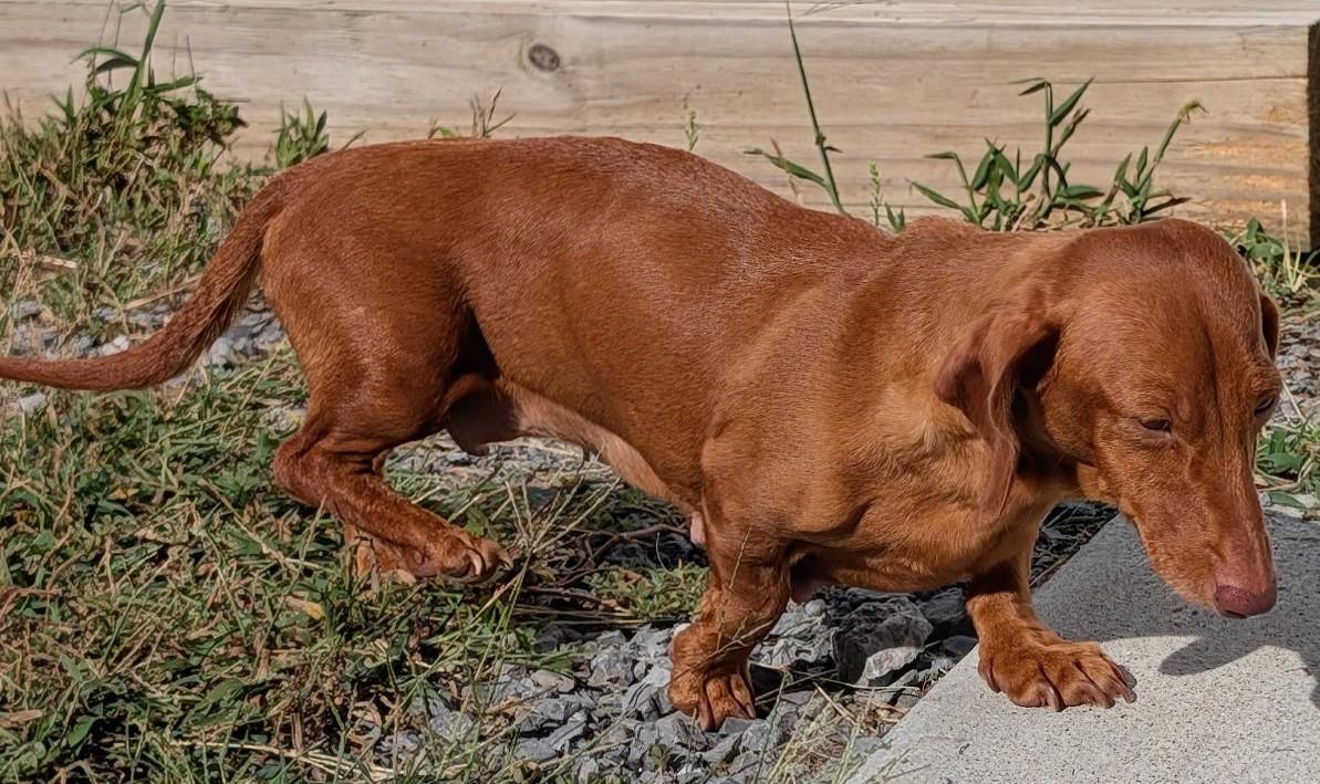 Enlarge Rosie in TN, a Adoptable Dachshund in Shelbyville, TN image 5/6