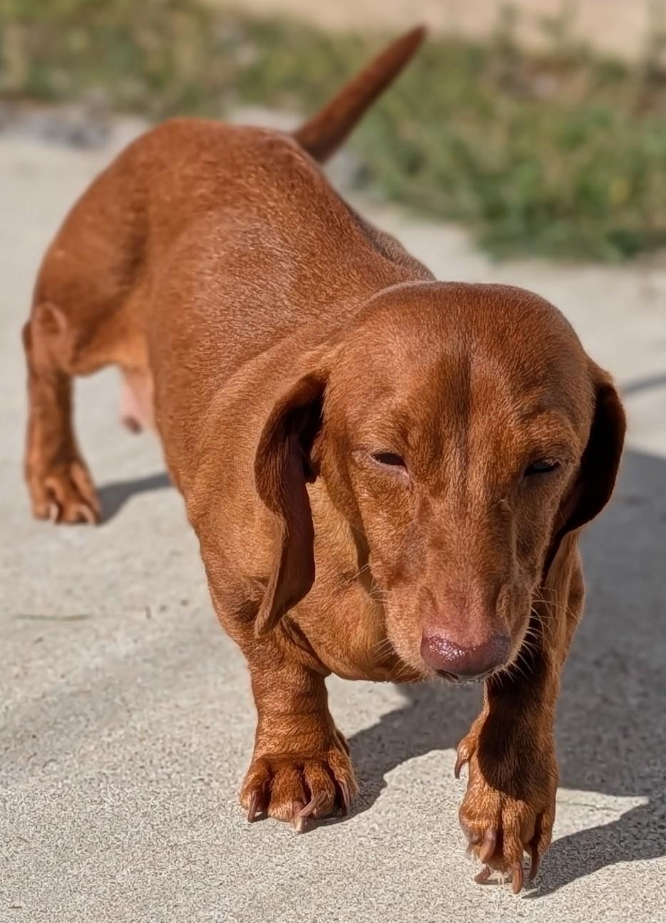 Rosie in TN, Adoptable, Young Female Dachshund.