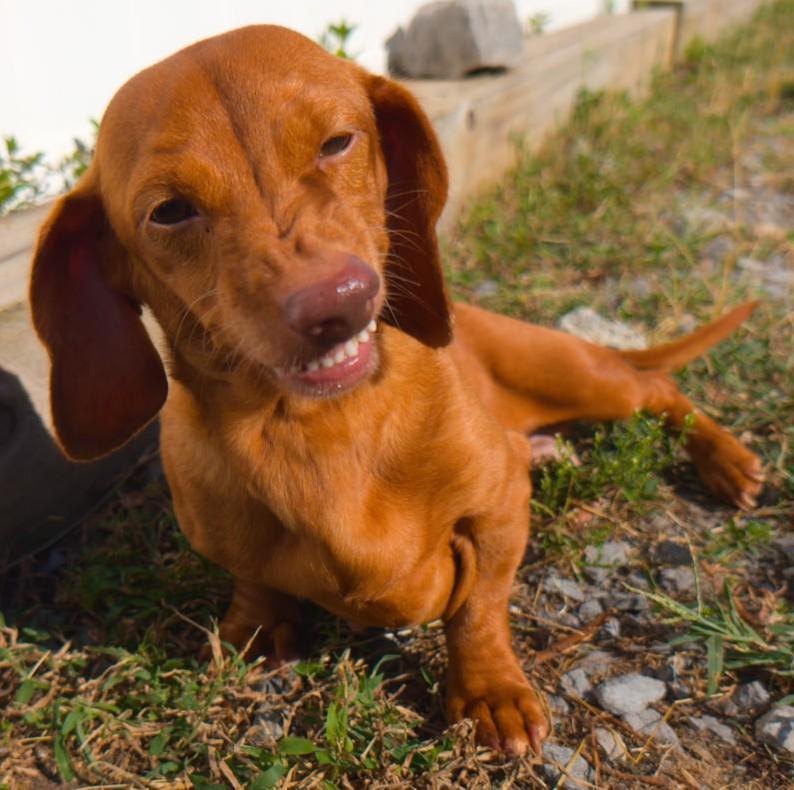 Enlarge Rosie in TN, a Adoptable Dachshund in Shelbyville, TN image 3/6
