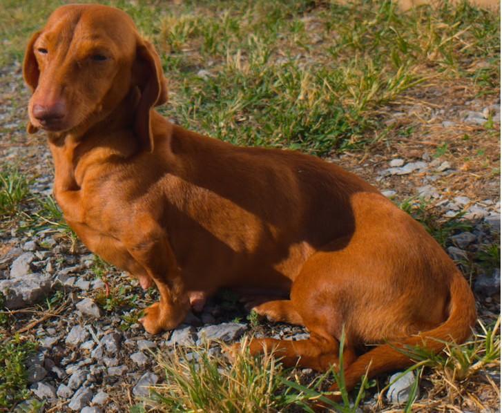 Enlarge Rosie in TN, a Adoptable Dachshund in Shelbyville, TN image 4/6