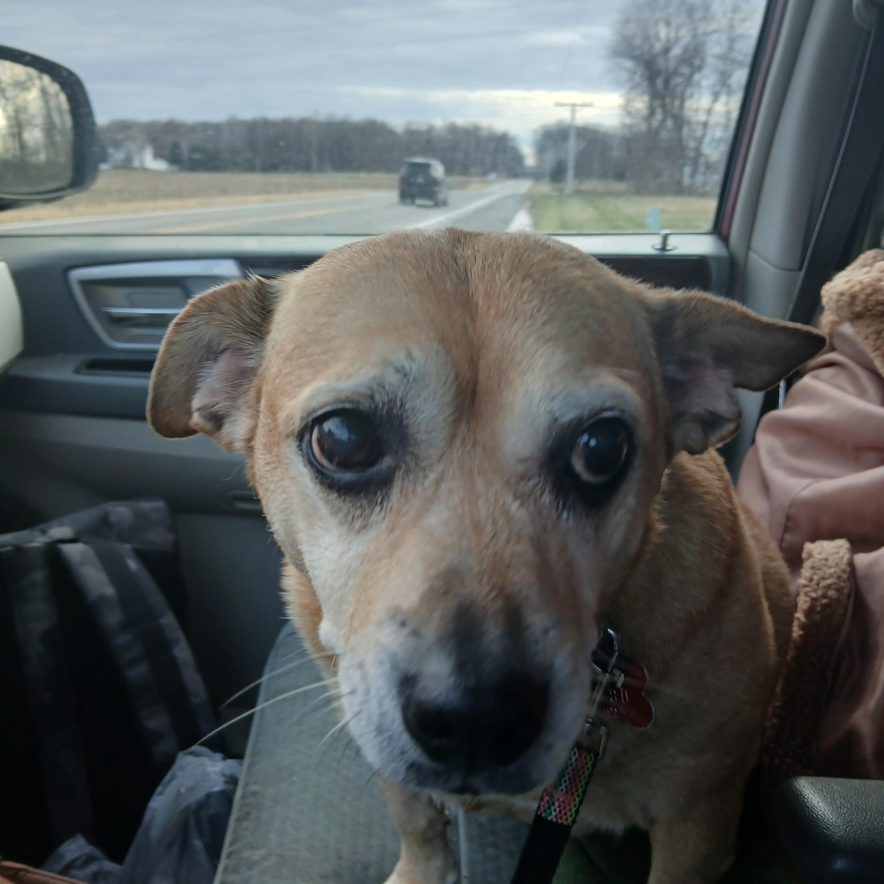 Abbie , Adoptable, Senior Female Pug & Terrier.