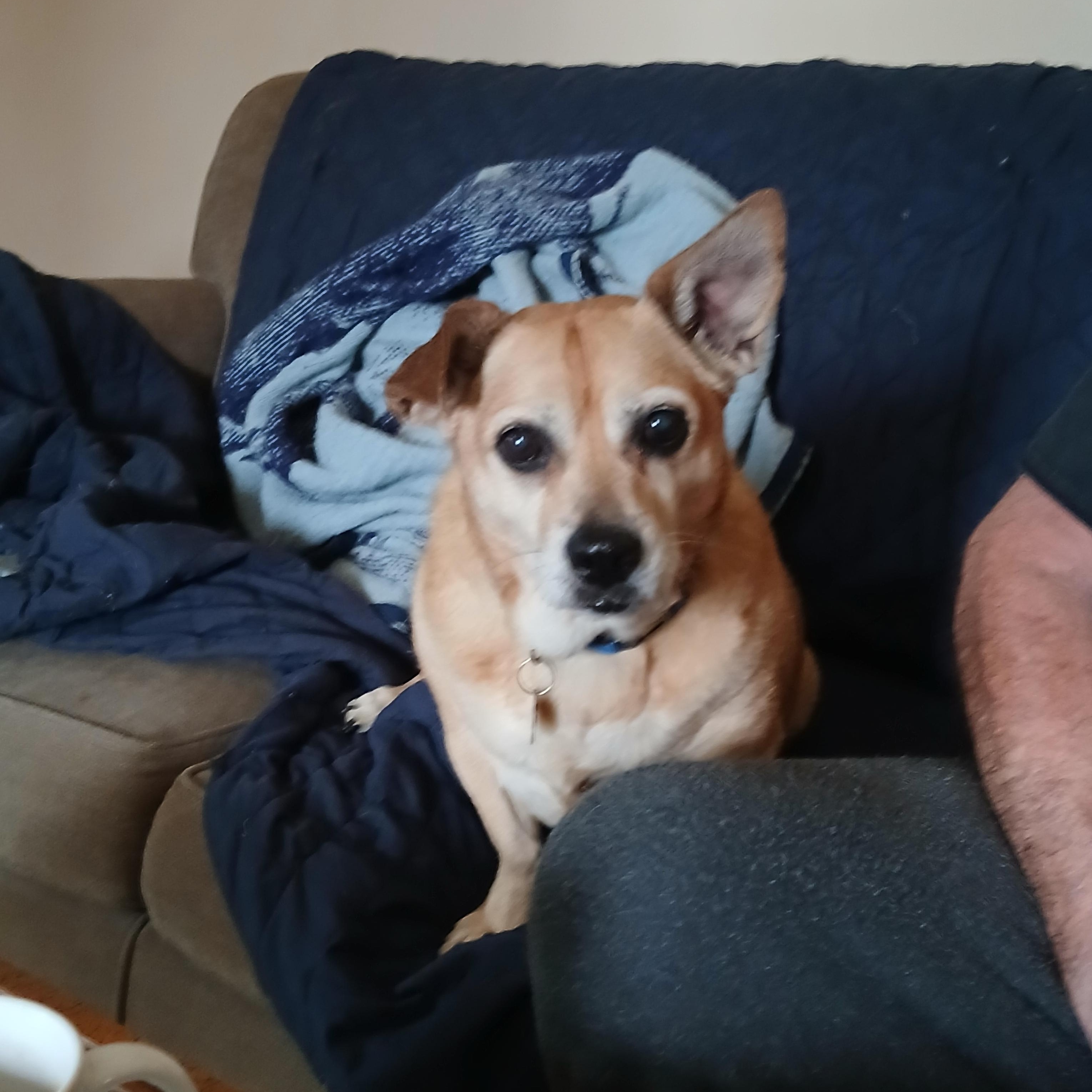 Abbie , Adoptable, Senior Female Pug & Terrier.