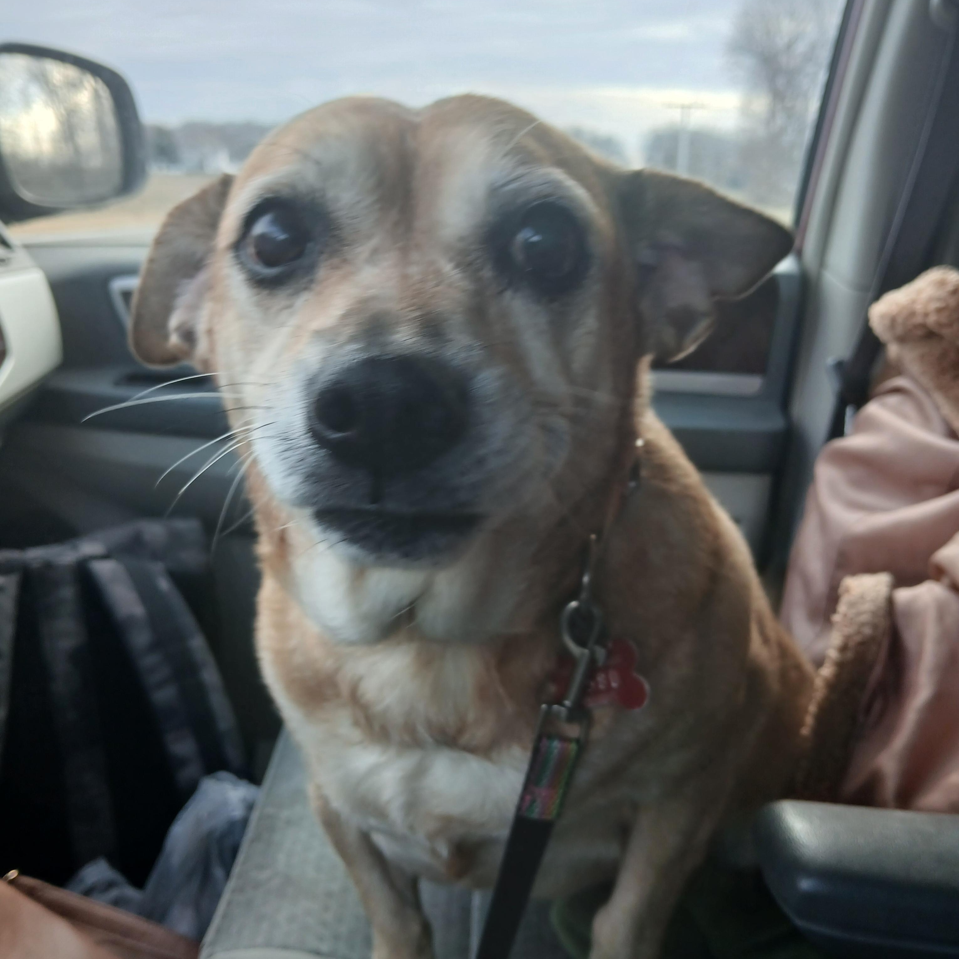 Enlarge Abbie , a Adoptable mixed breed in Carey, OH image 2/2