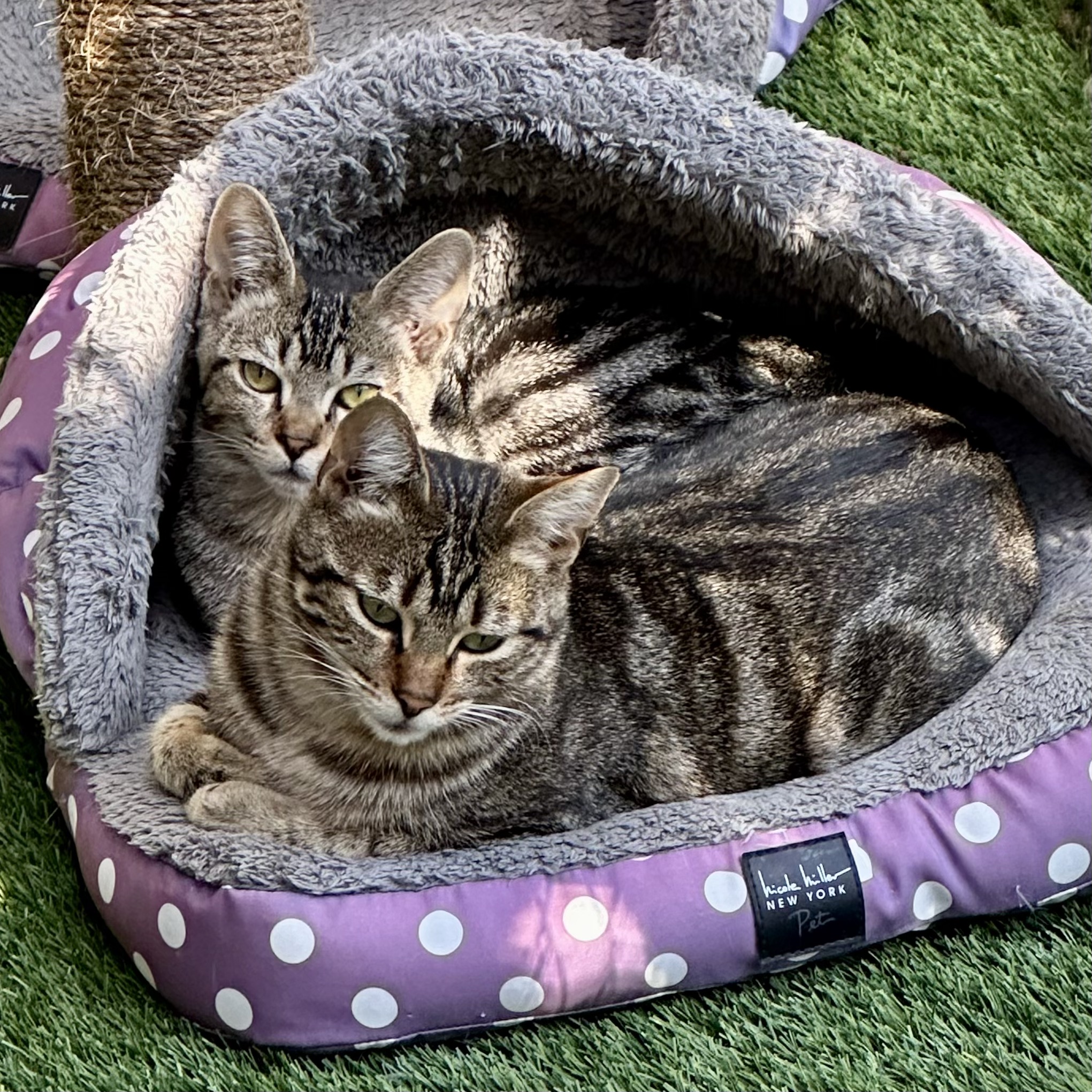 Sprinkle & Dewdrop *BONDED PAIR*, a Adoptable Domestic Short Hair in Puyallup, WA image 3/6