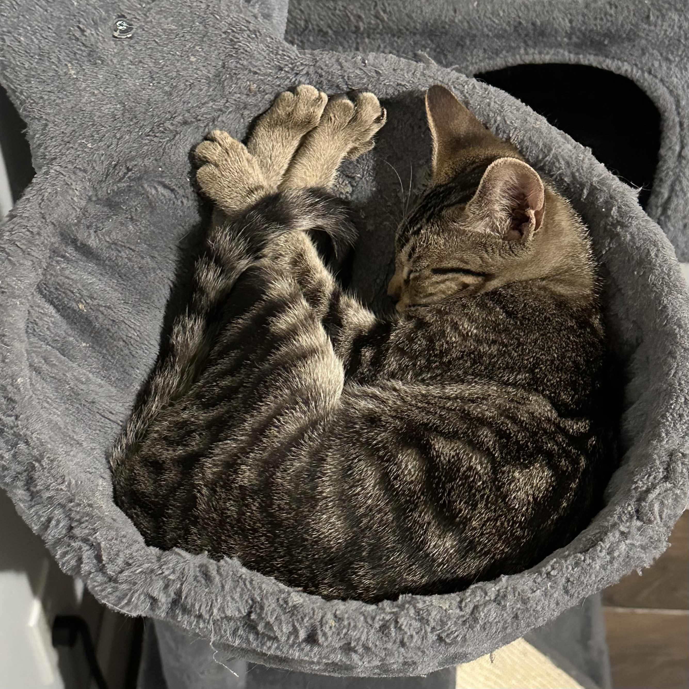 Sprinkle & Dewdrop *BONDED PAIR*, a Adoptable Domestic Short Hair in Puyallup, WA image 6/6