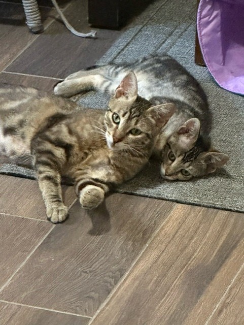 Sprinkle & Dewdrop *BONDED PAIR*, a Adoptable Domestic Short Hair in Puyallup, WA image 4/6