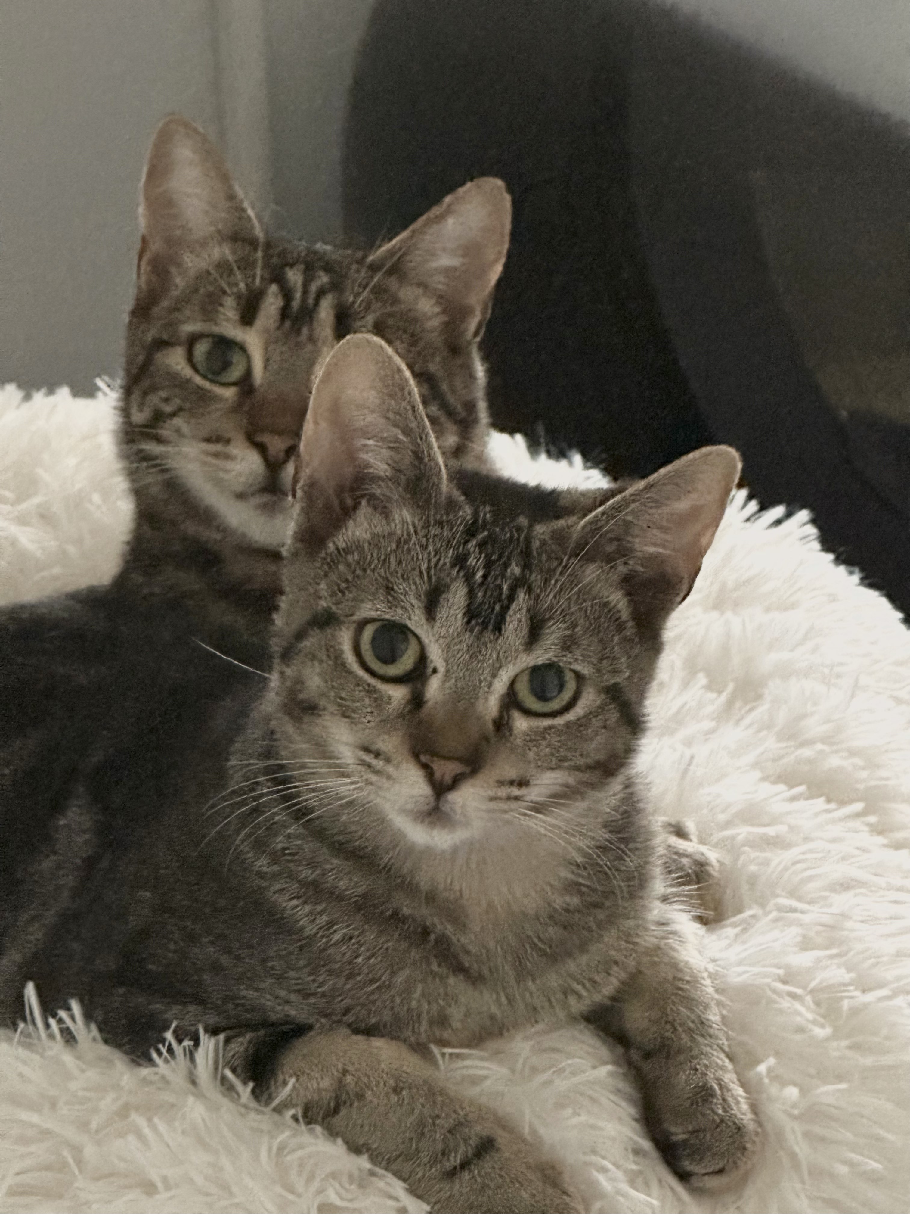 Sprinkle & Dewdrop *BONDED PAIR*, a Adoptable Domestic Short Hair in Puyallup, WA image 2/6