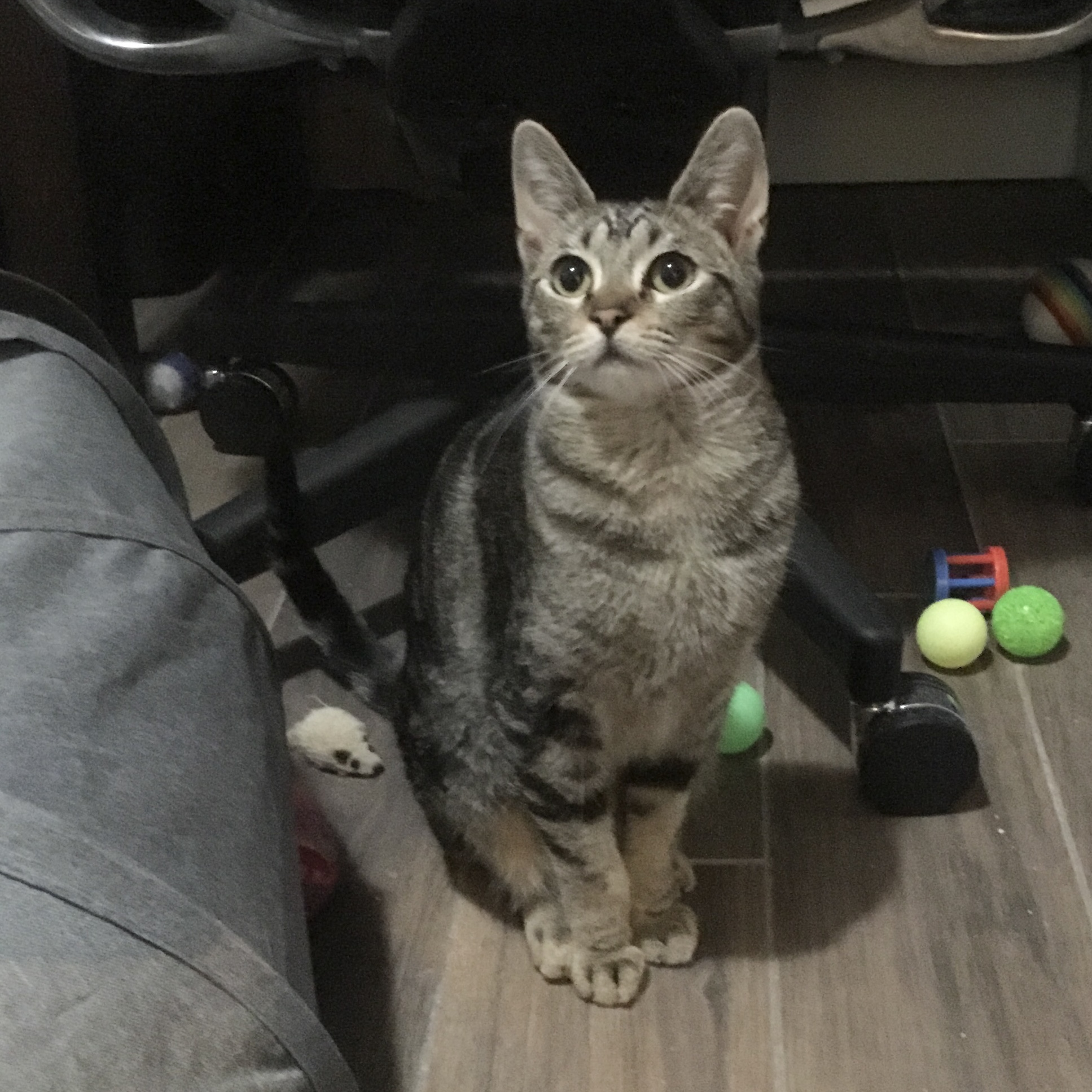 Sprinkle & Dewdrop *BONDED PAIR*, a Adoptable Domestic Short Hair in Puyallup, WA image 5/6