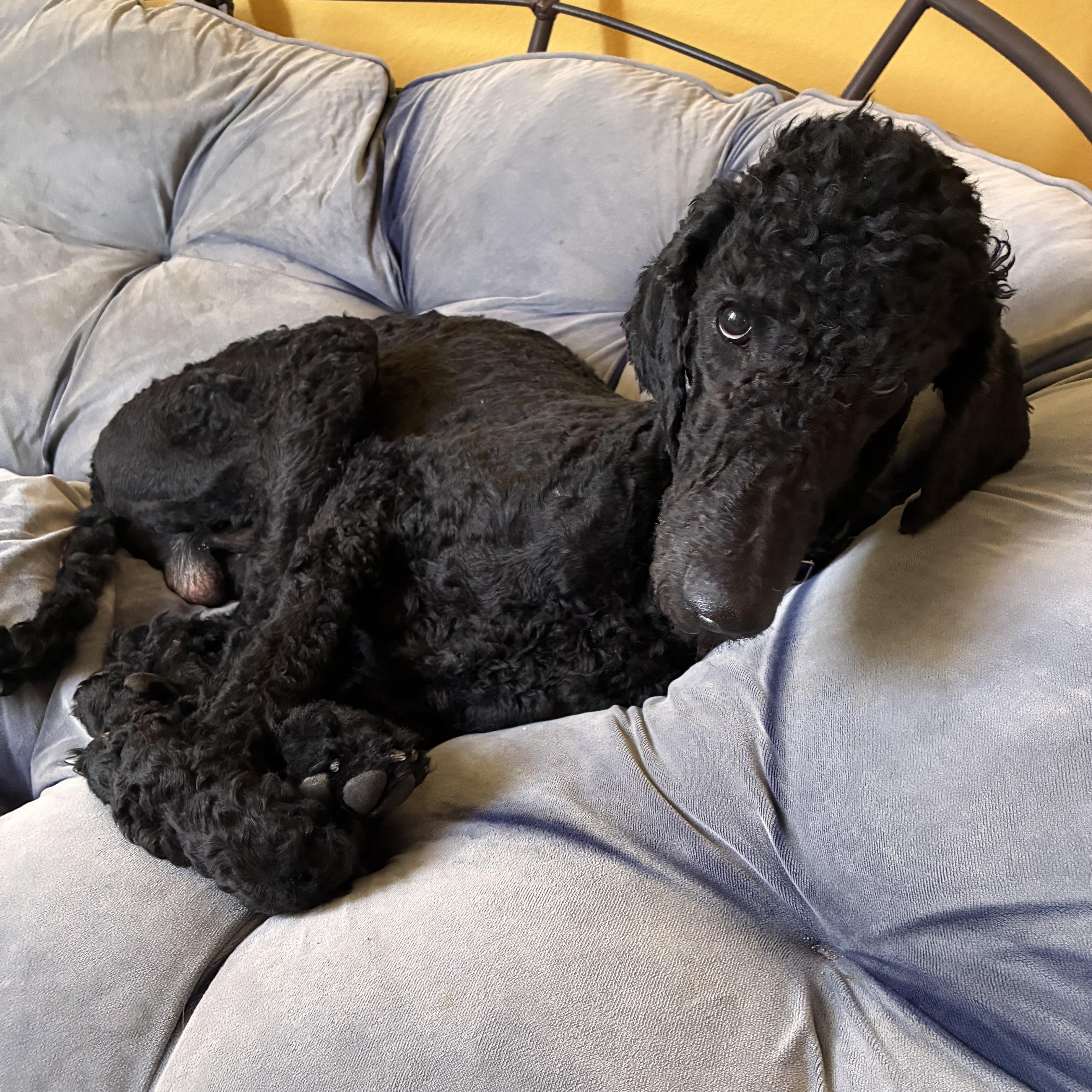 Nico, a ADOPTABLE Standard Poodle in Albuquerque, NM image 2/5