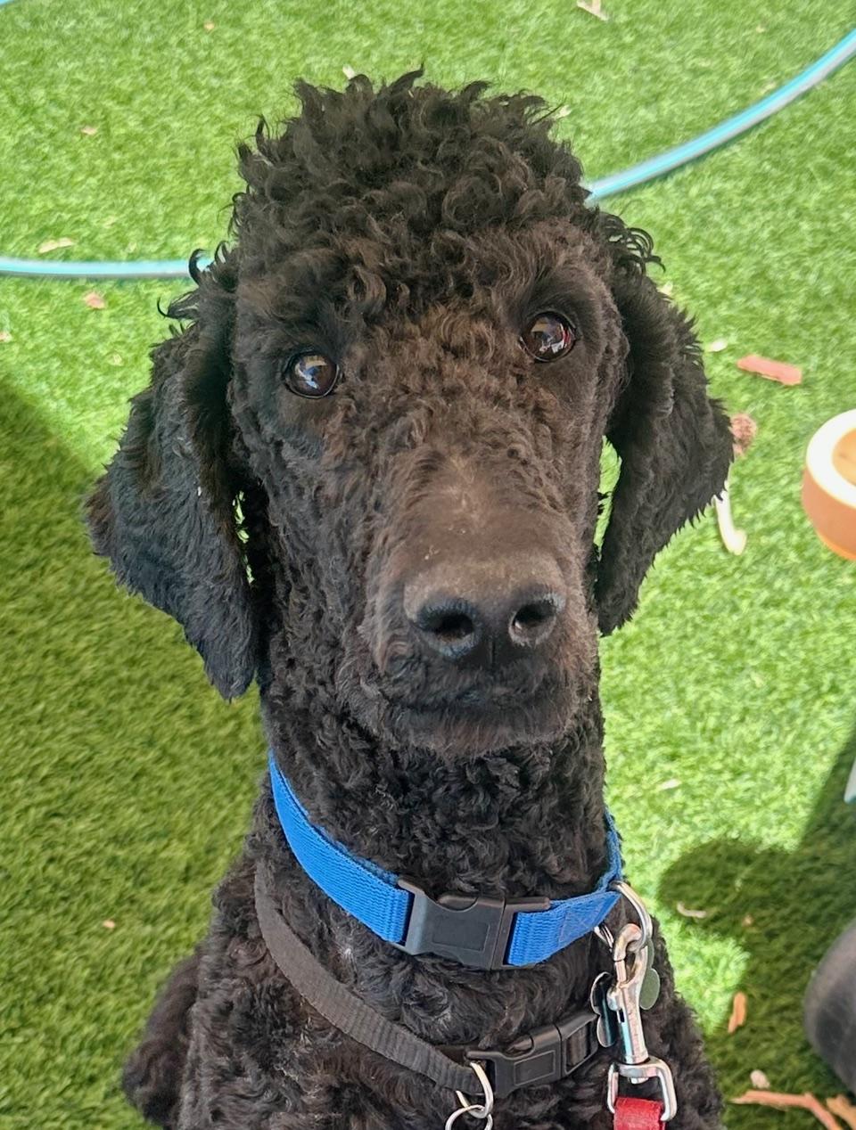 Nico, ADOPTABLE, Young Male Standard Poodle.