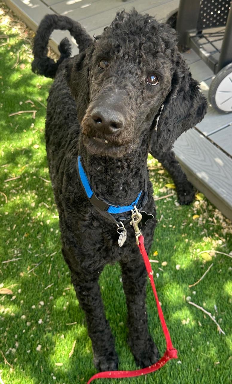 Nico, a ADOPTABLE Standard Poodle in Albuquerque, NM image 3/5