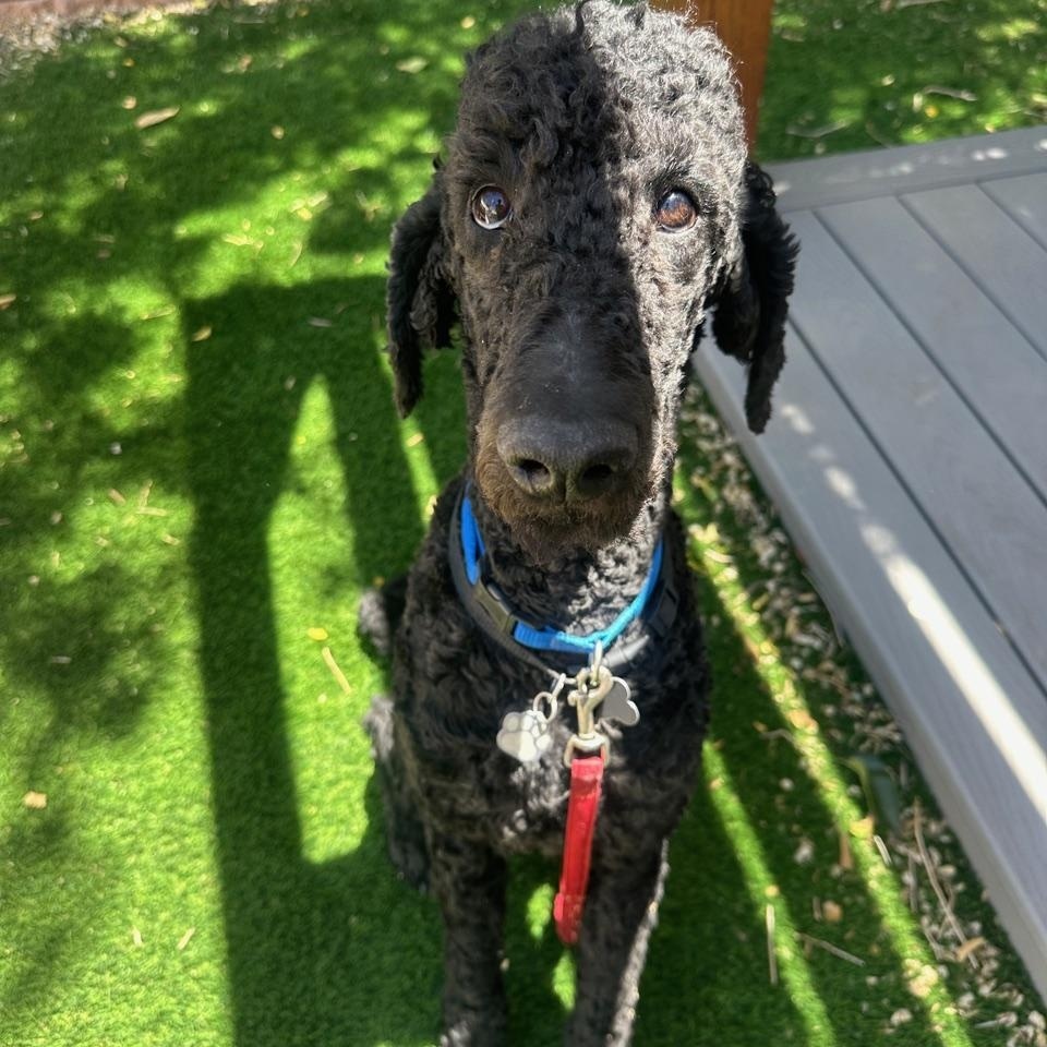Nico, a ADOPTABLE Standard Poodle in Albuquerque, NM image 4/5