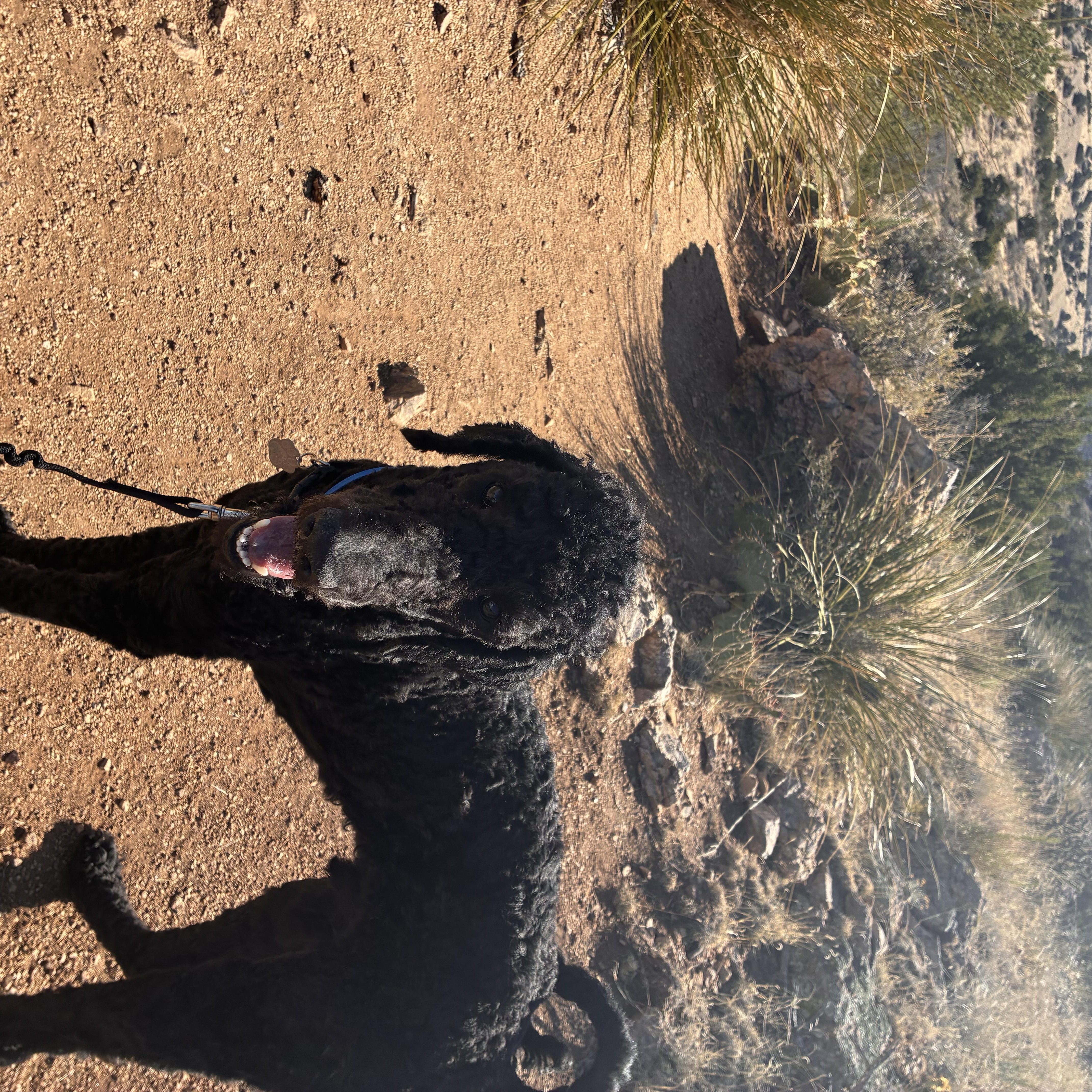 Nico, a ADOPTABLE Standard Poodle in Albuquerque, NM image 5/5