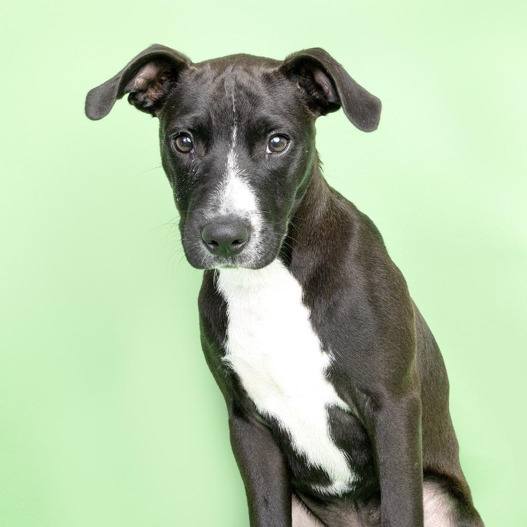 Enlarge Shadow, a Adoptable Mixed Breed in Franklin, TN image 1/2