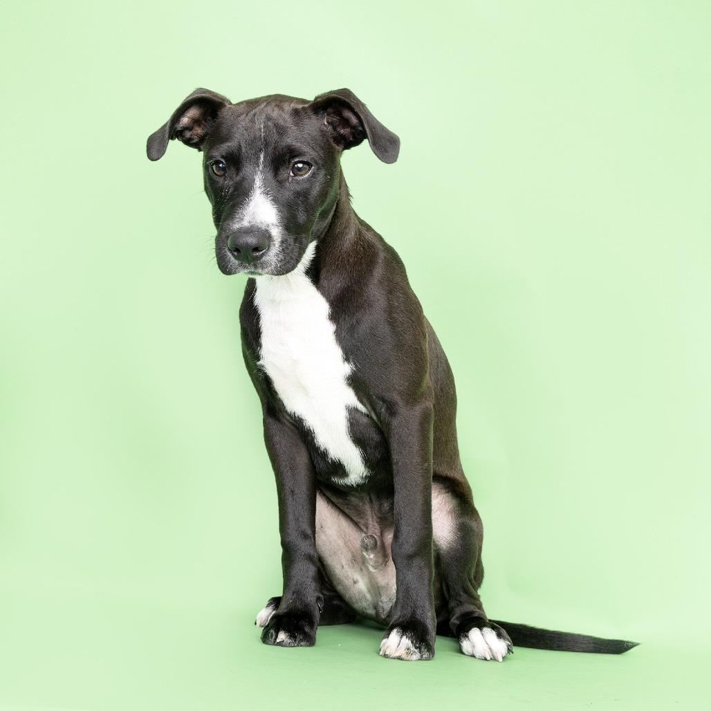 Enlarge Shadow, a Adoptable Mixed Breed in Franklin, TN image 2/2