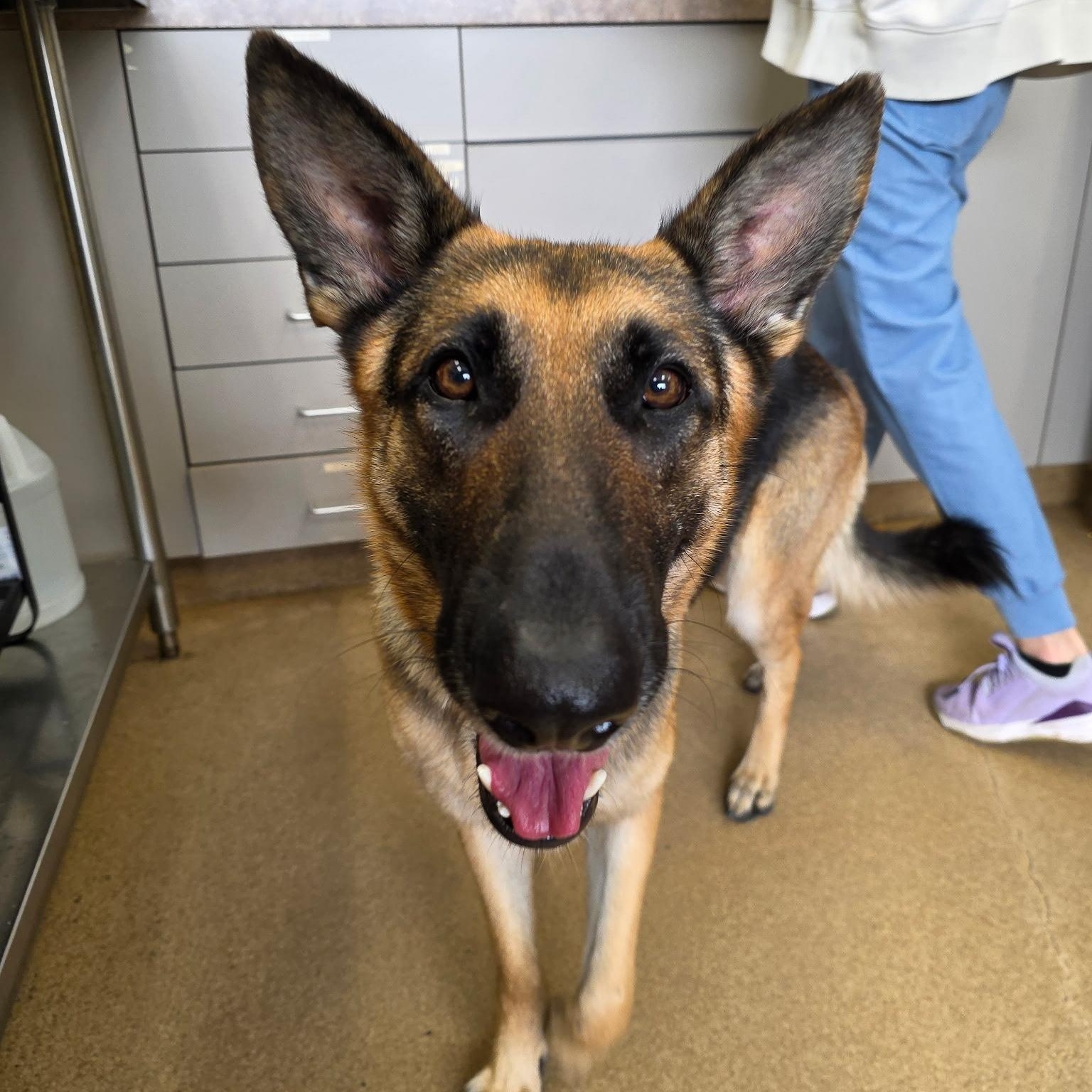 Sadie, ADOPTABLE, Adult Female German Shepherd Dog.