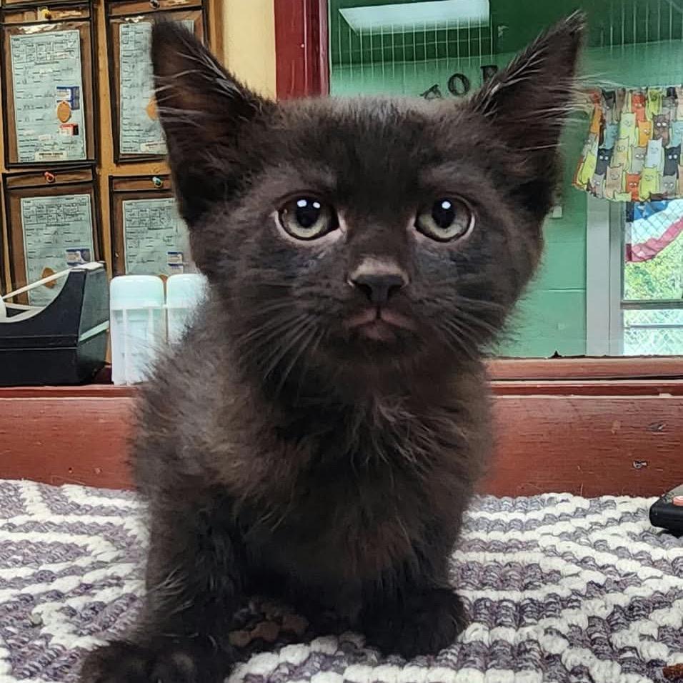 Zigzagoon, Adoptable, Kitten Male Domestic Short Hair.