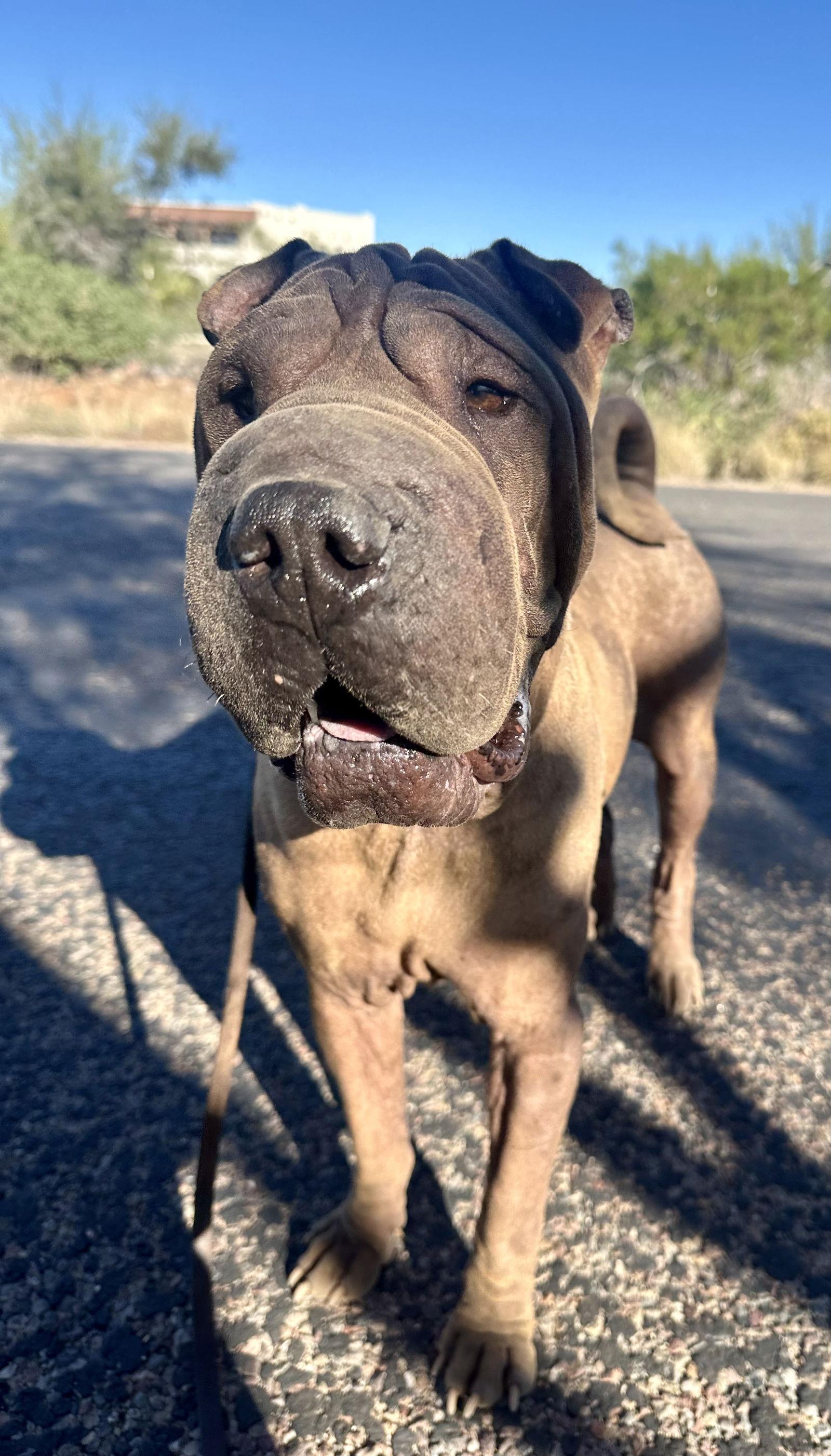Gucci, Adoptable, Adult Male Shar-Pei.