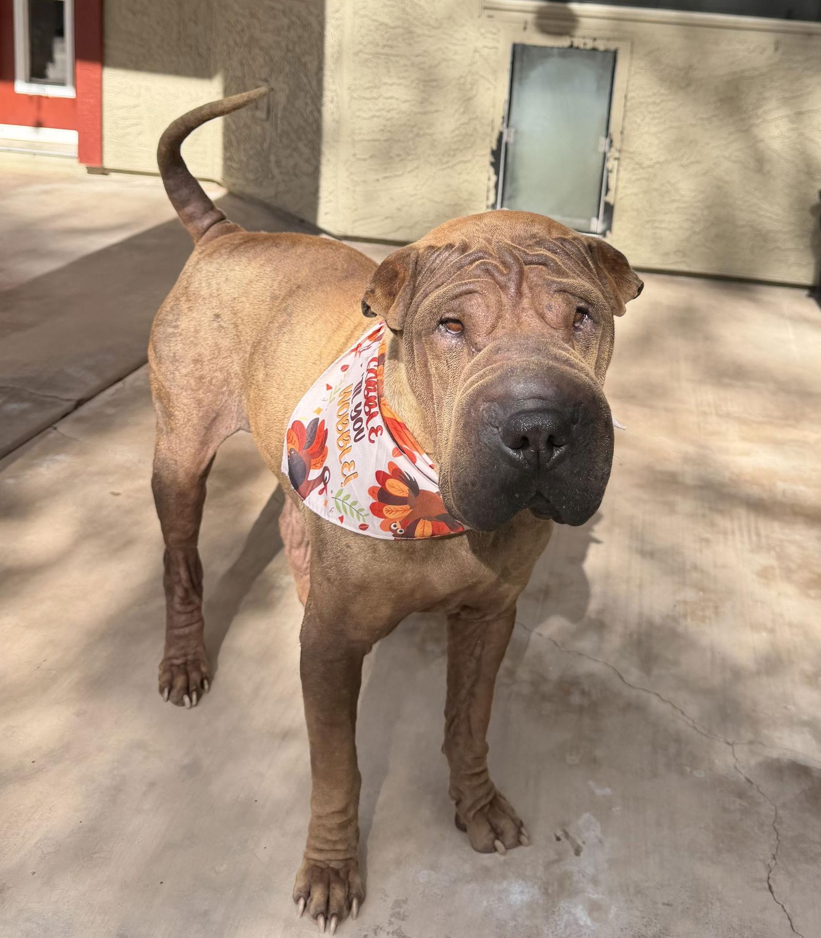 Enlarge Gucci, a Adoptable Shar-Pei in Tempe, AZ image 2/3