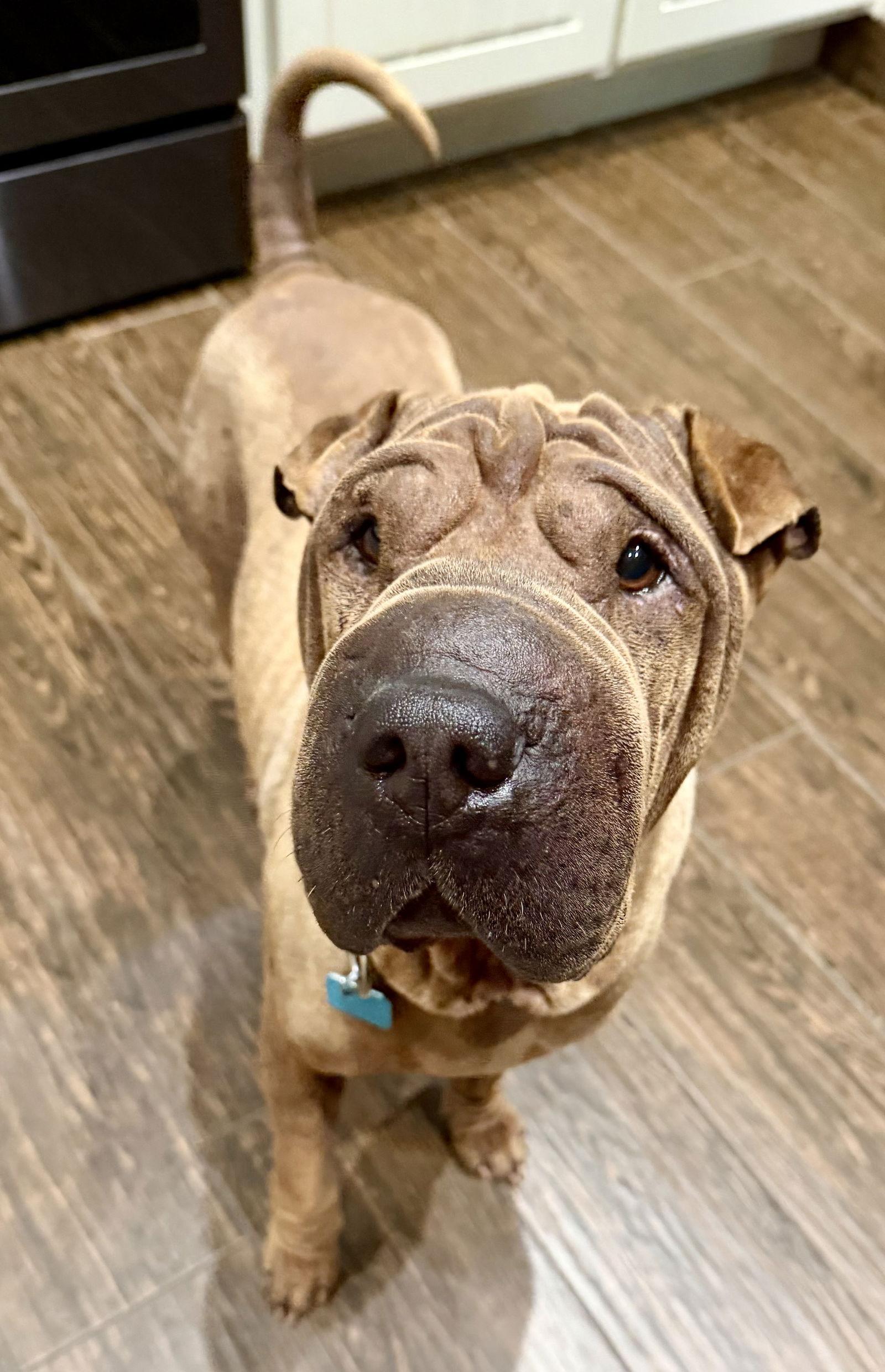 Enlarge Gucci, a Adoptable Shar-Pei in Tempe, AZ image 3/3