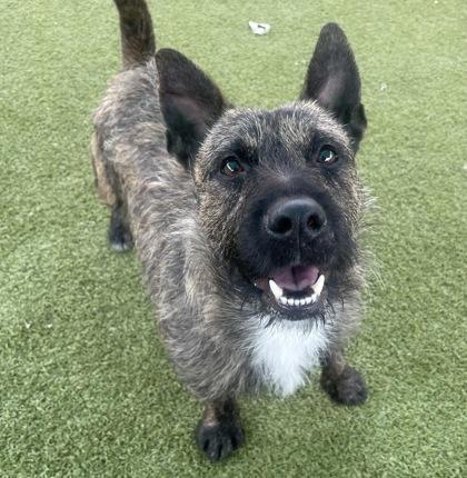 Enlarge Rowdy, a Adoptable mixed breed in Carrollton, TX image 1/3