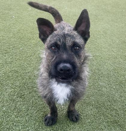 Enlarge Rowdy, a Adoptable mixed breed in Carrollton, TX image 2/3