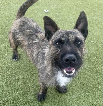 Enlarge Rowdy, a Adoptable mixed breed in Carrollton, TX image 3/3
