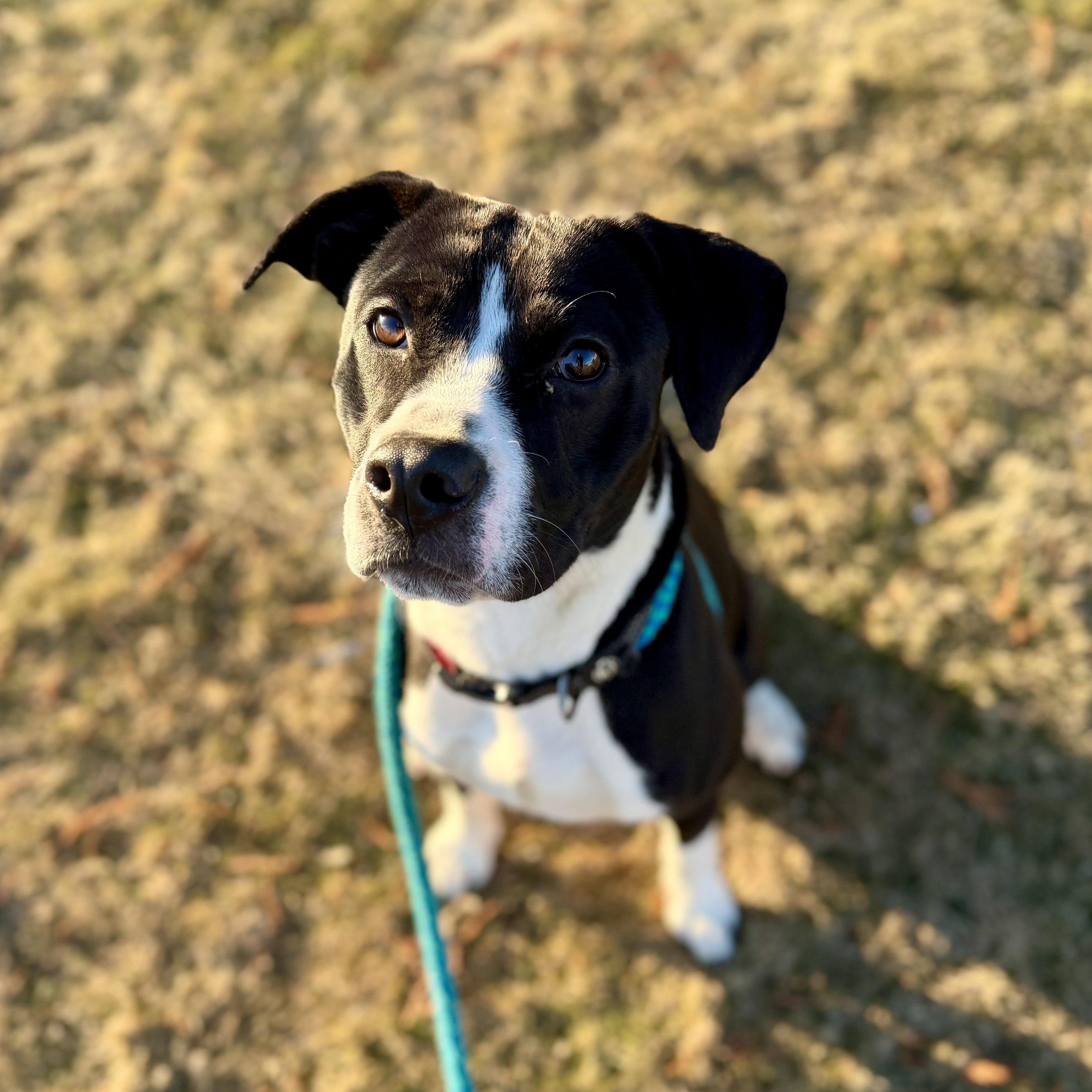 DASH, Adoptable, Young Male Labrador Retriever.