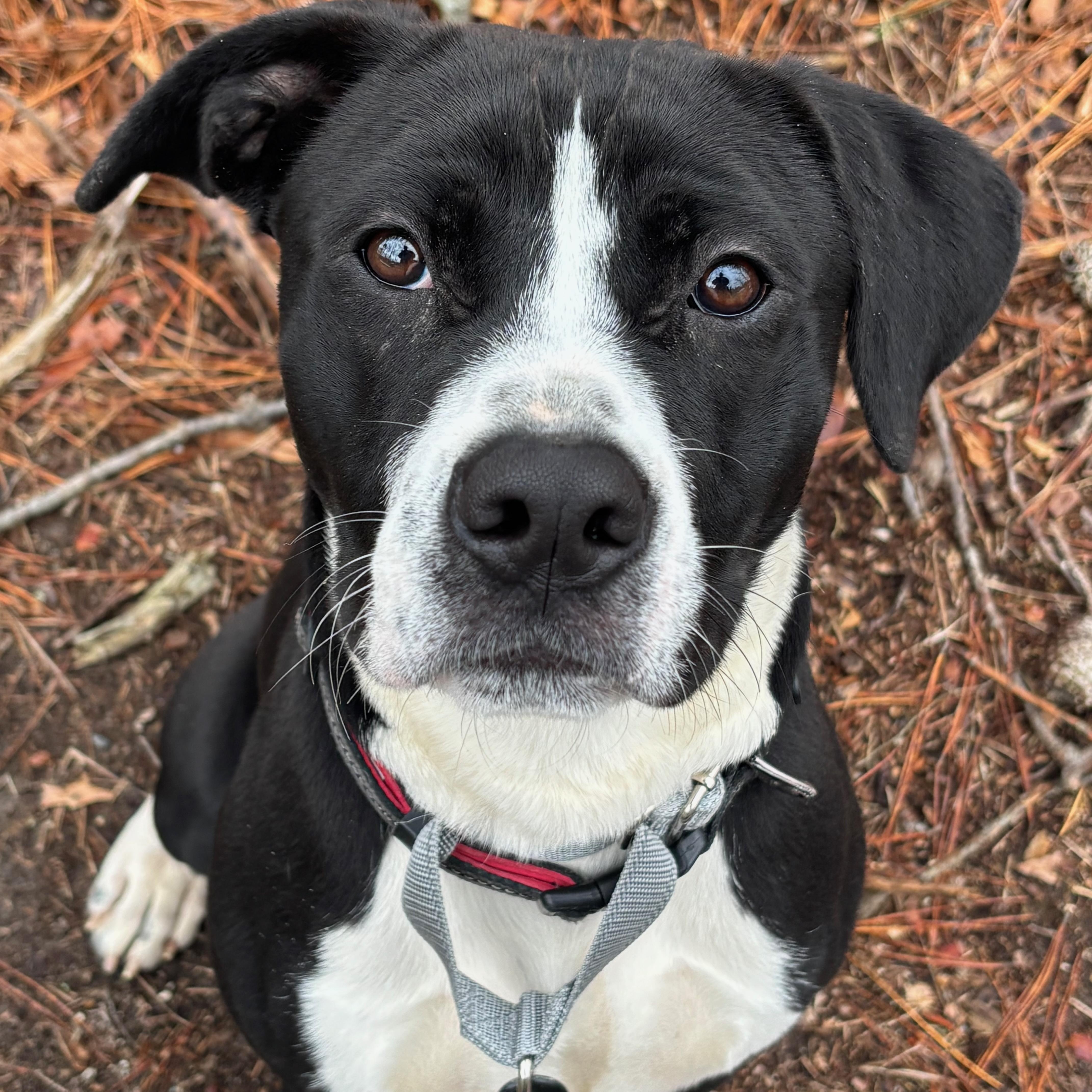 Enlarge DASH, a Adoptable mixed breed in Cranston, RI image 2/4