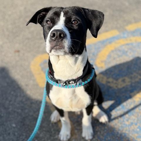 DASH, Adoptable, Young Male Labrador Retriever.