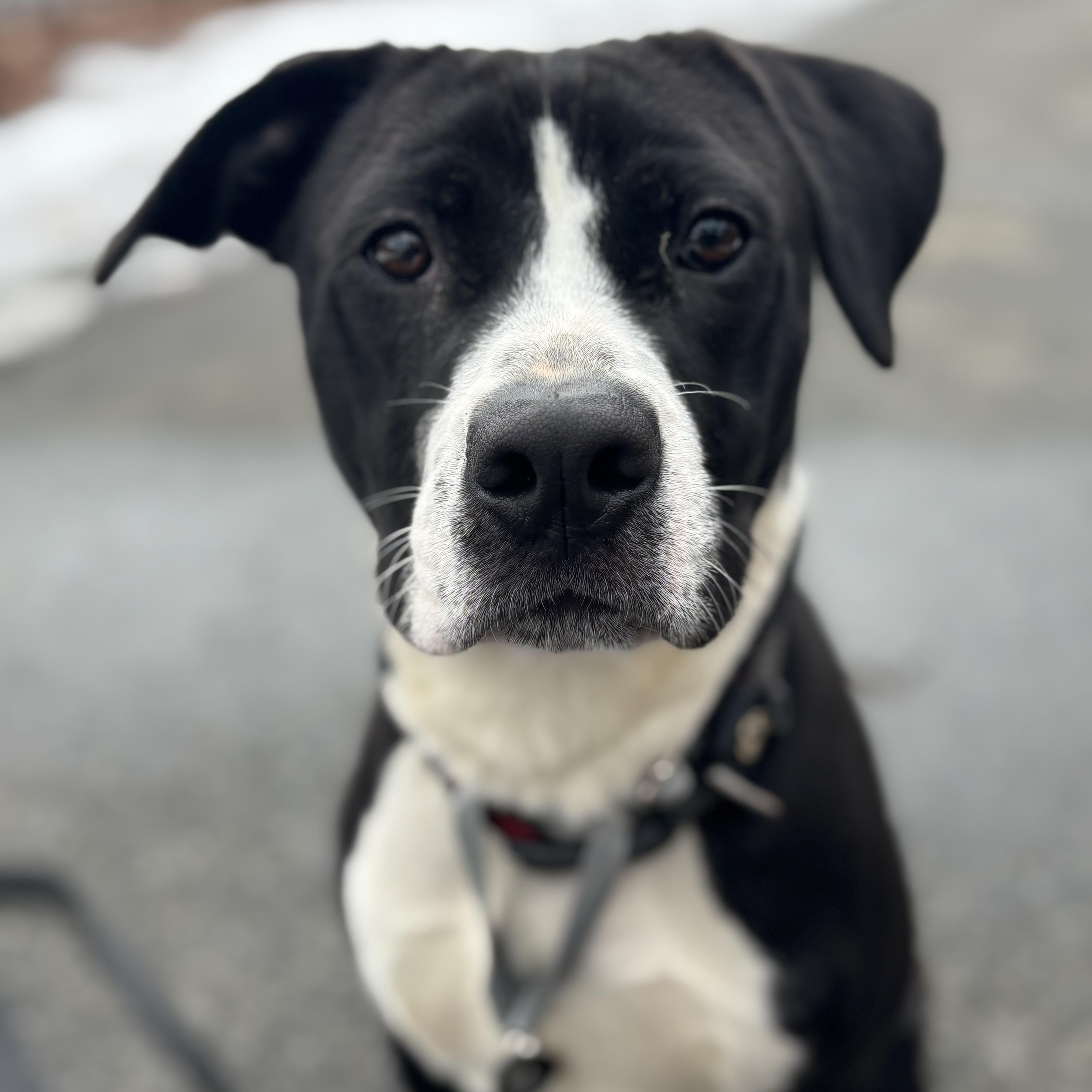Enlarge DASH, a Adoptable mixed breed in Cranston, RI image 4/4