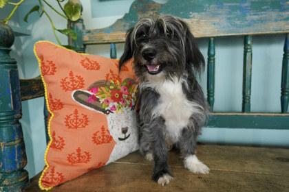 Scampi, Adoptable, Adult Male Yorkshire Terrier & Schnauzer.