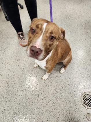 Lava (in foster) — thumbnail 2