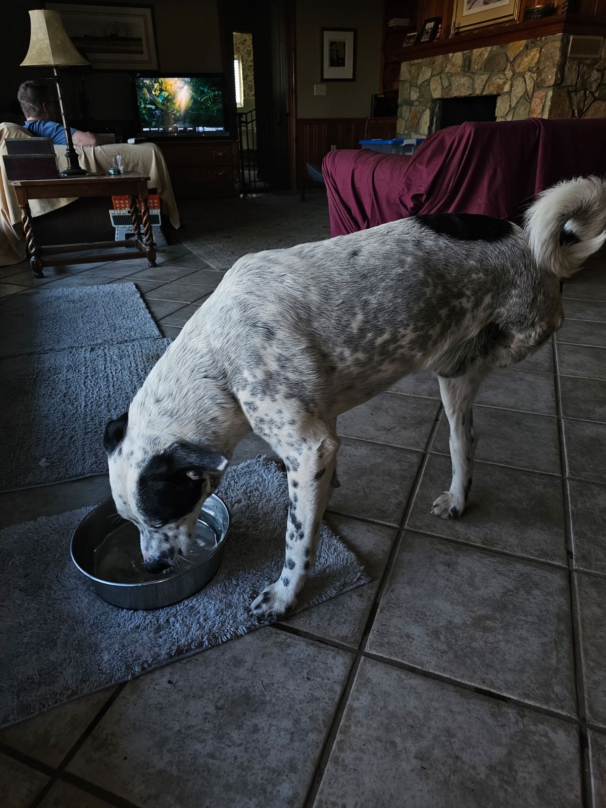 Enlarge COSMO, a Adoptable Cattle Dog in Shawnee, OK image 3/4