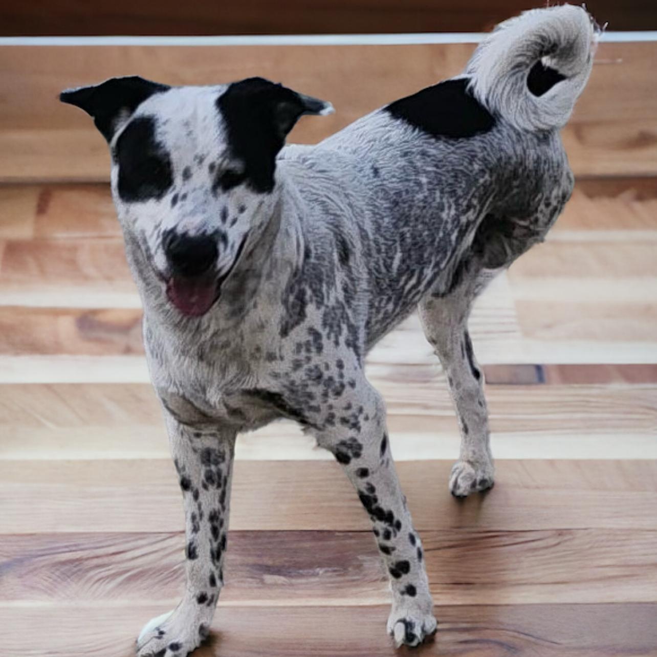 Enlarge COSMO, a Adoptable Cattle Dog in Shawnee, OK image 1/4