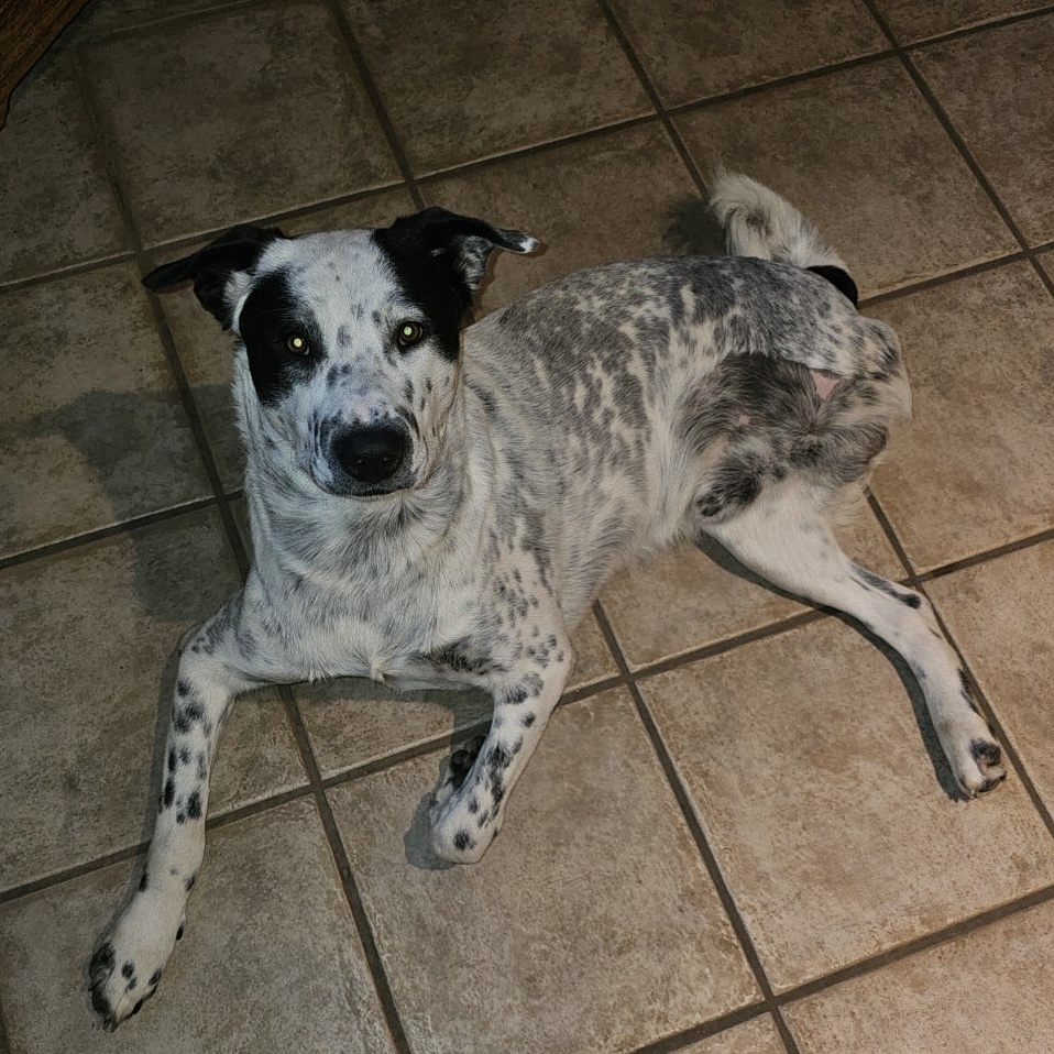 Enlarge COSMO, a Adoptable Cattle Dog in Shawnee, OK image 4/4
