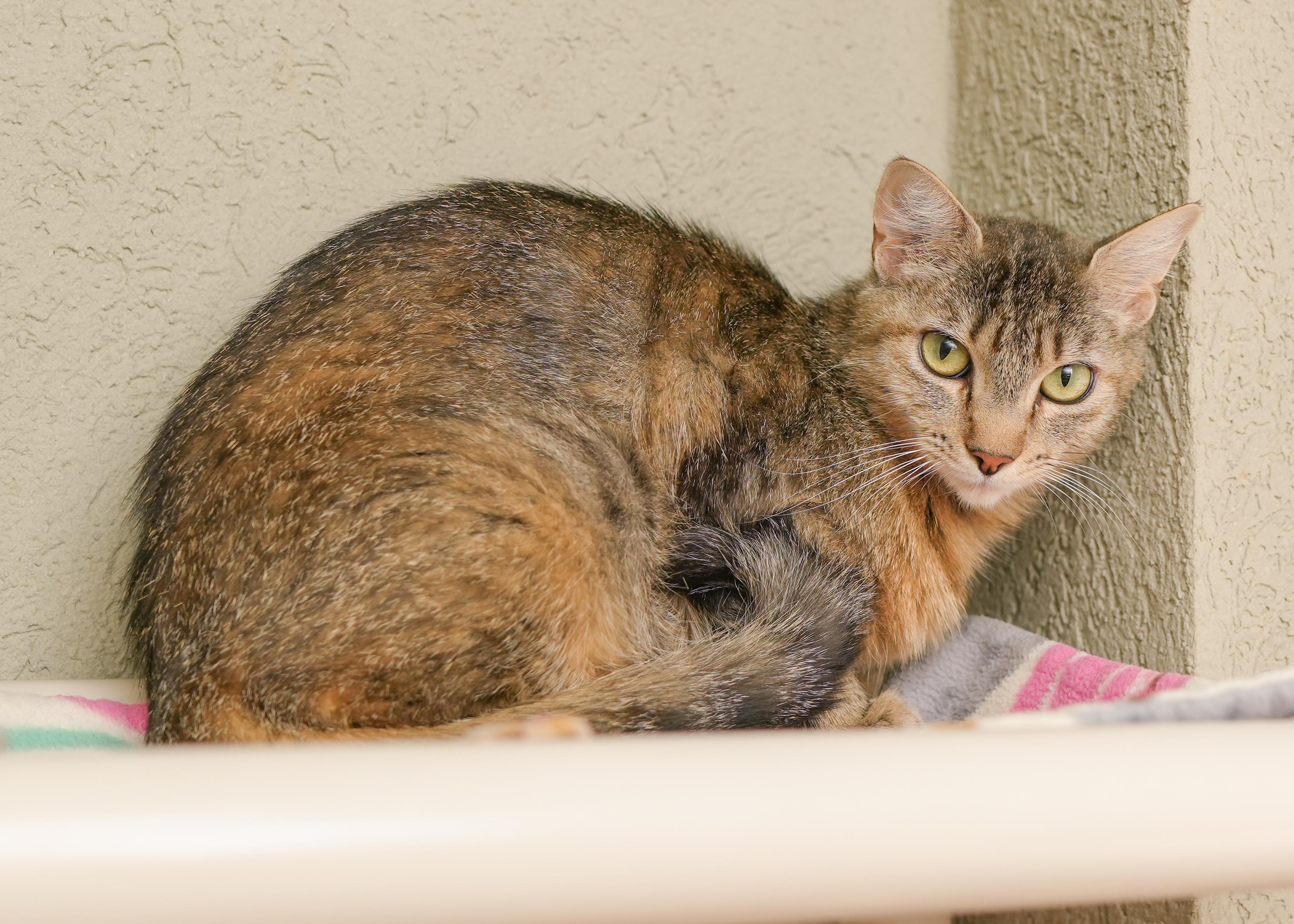 Savannah, an adoptable Domestic Short Hair in Boise, ID, 83709 | Photo Image 3