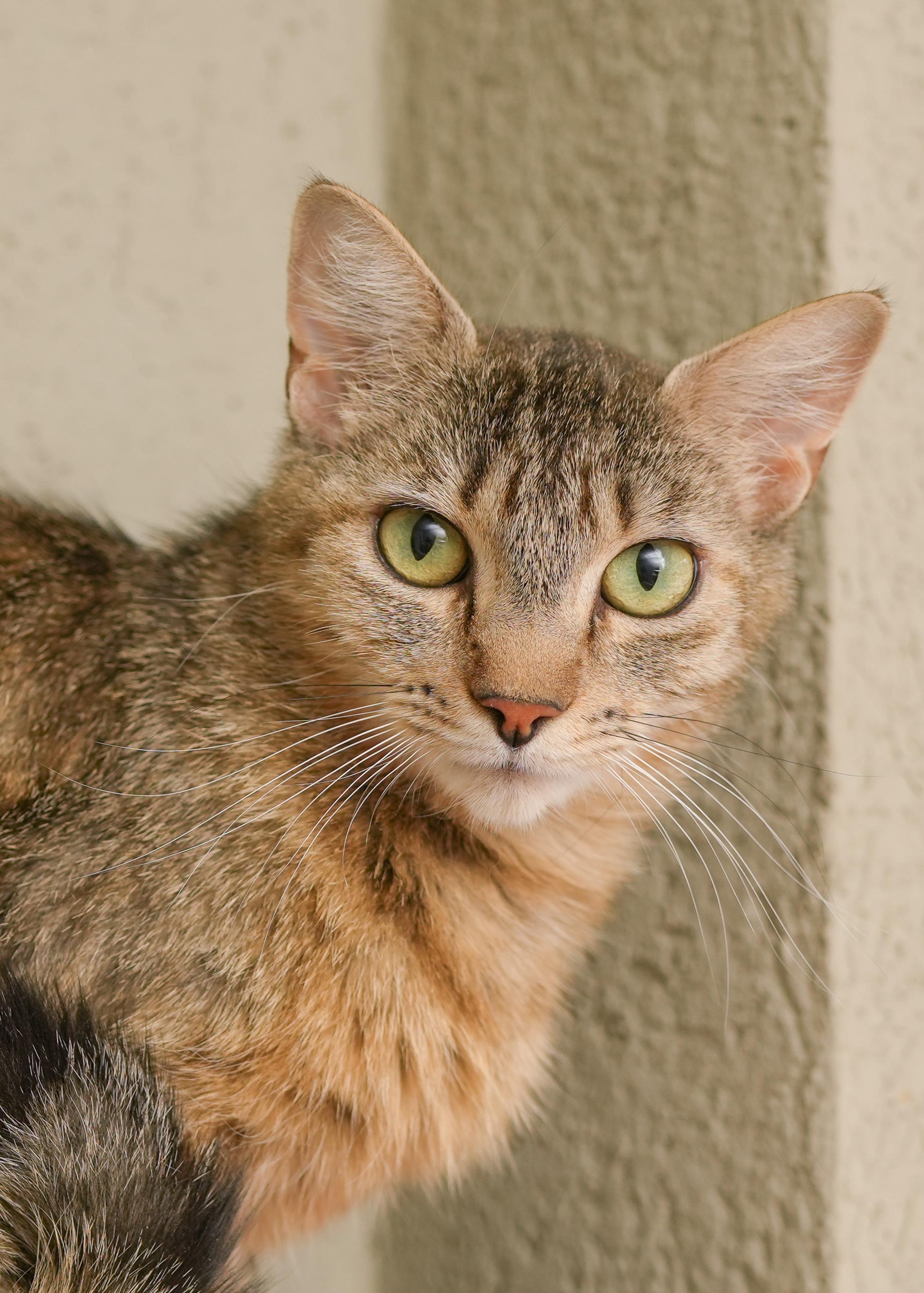 Savannah, an adoptable Domestic Short Hair in Boise, ID, 83709 | Photo Image 2