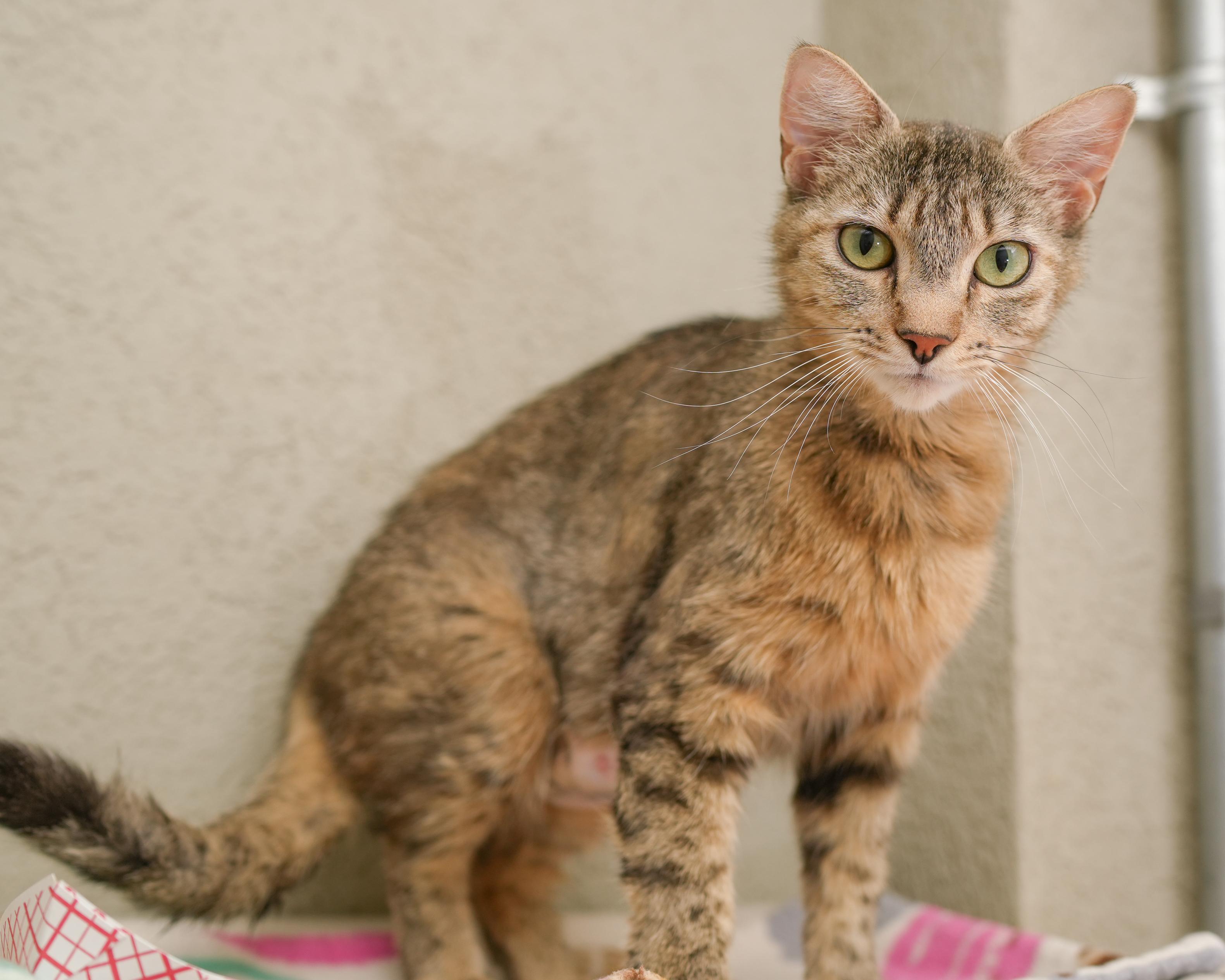 Savannah, an adoptable Domestic Short Hair in Boise, ID, 83709 | Photo Image 1