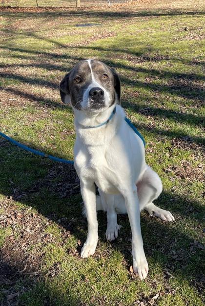 Enlarge Bo, a Adoptable mixed breed in Morton Grove, IL image 1/2